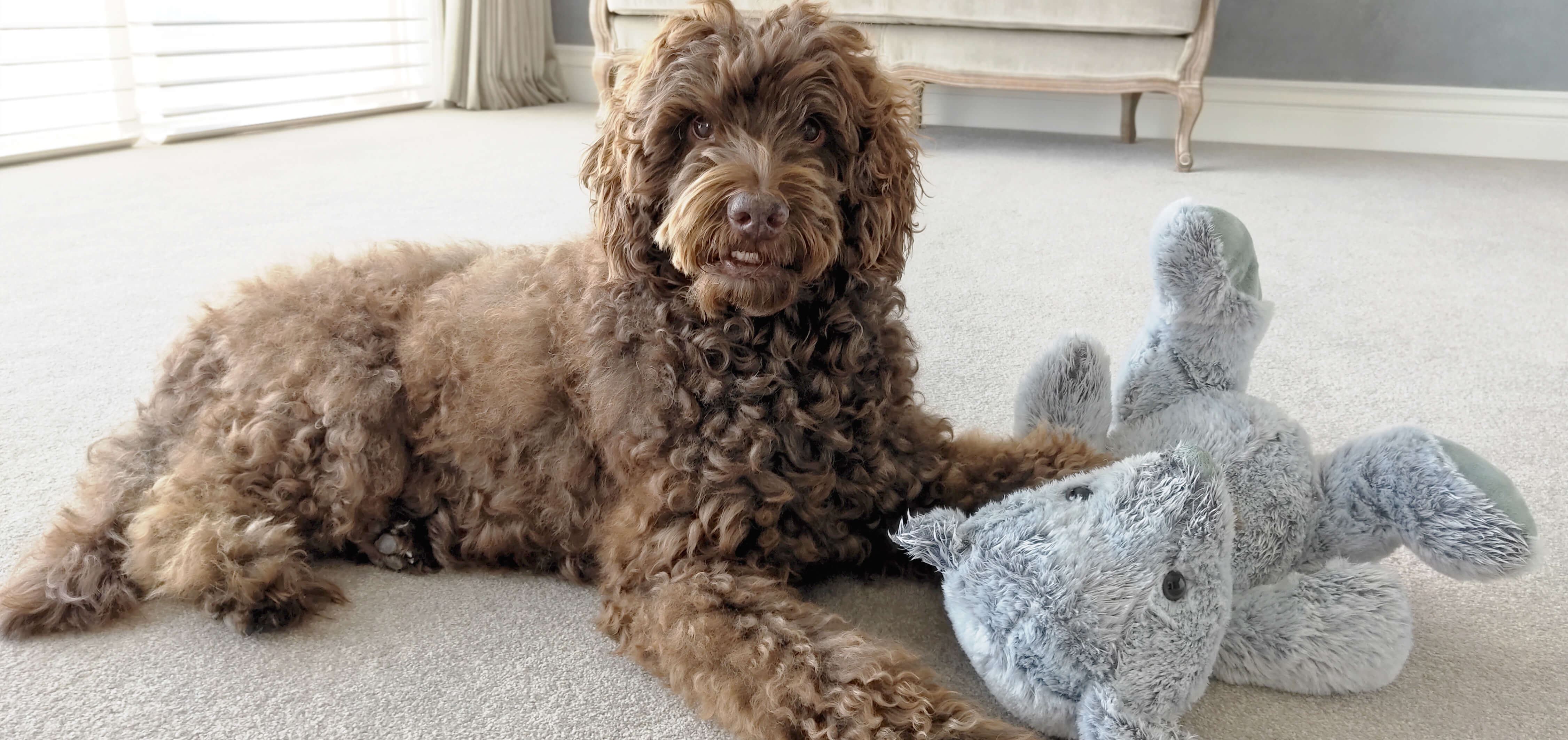 Hugo playing with bear