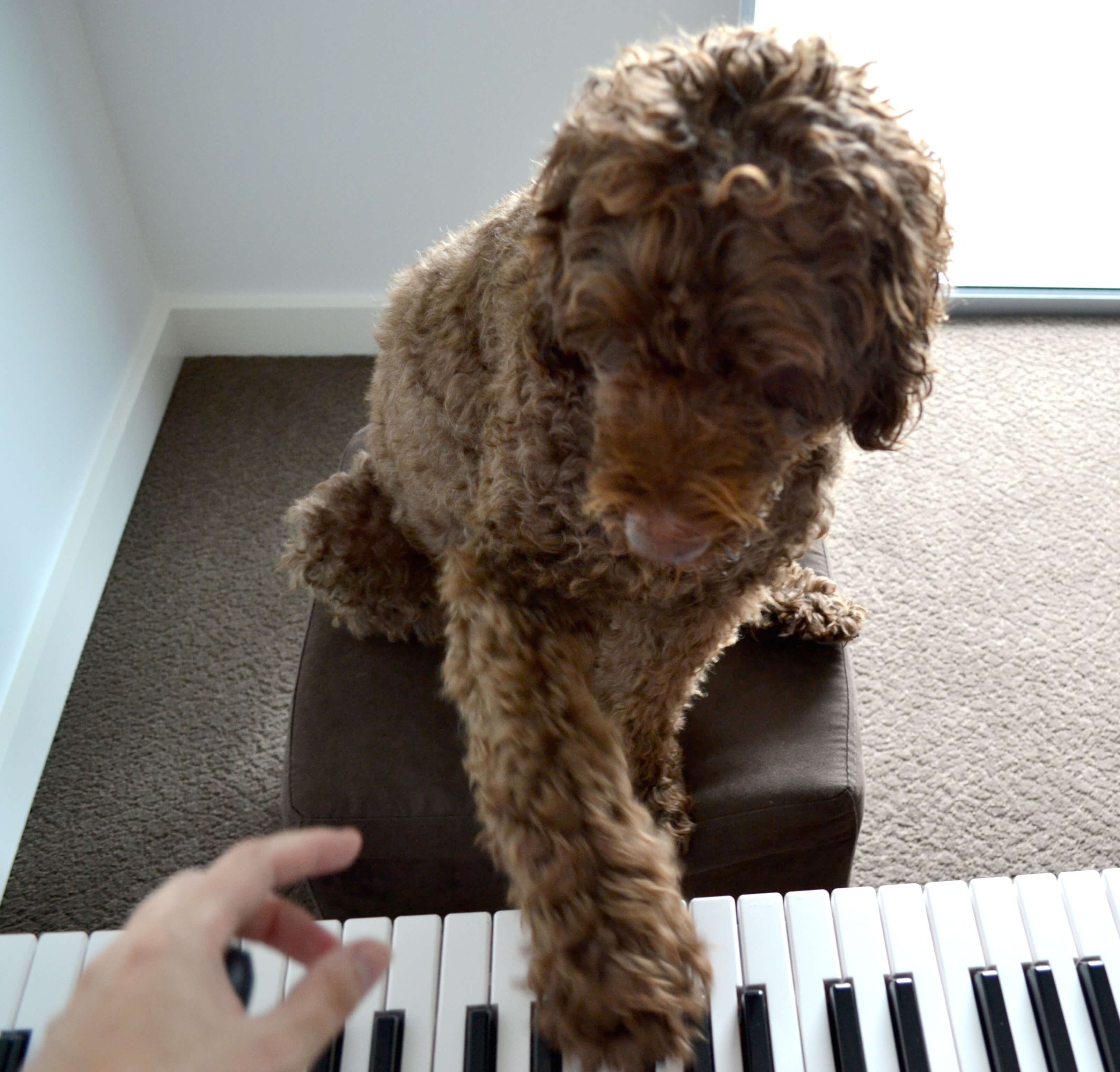 Hugo the dog practicing piano