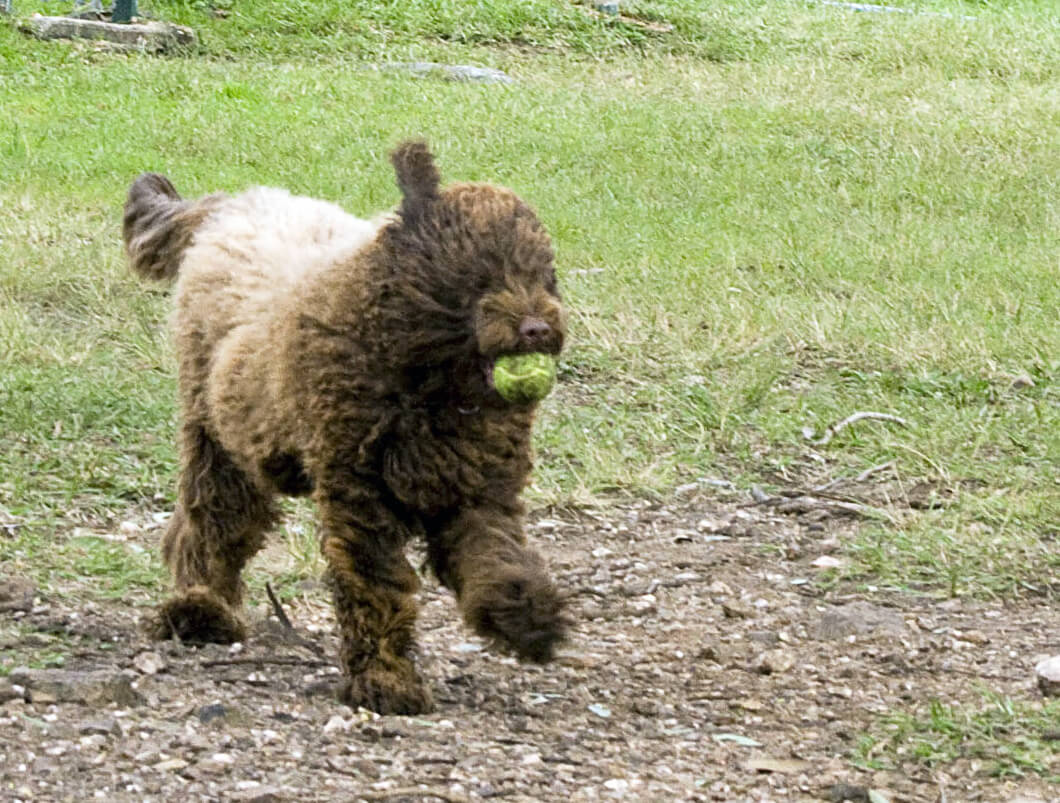 Hugo the dog playing with ball